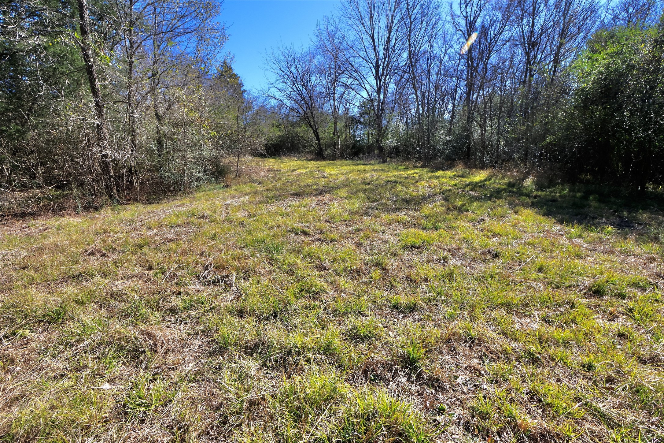 5.003-acres Winding Meadow Road Bedias, TX 77831 - Photo 4 of 23 a view of a yard with a tree