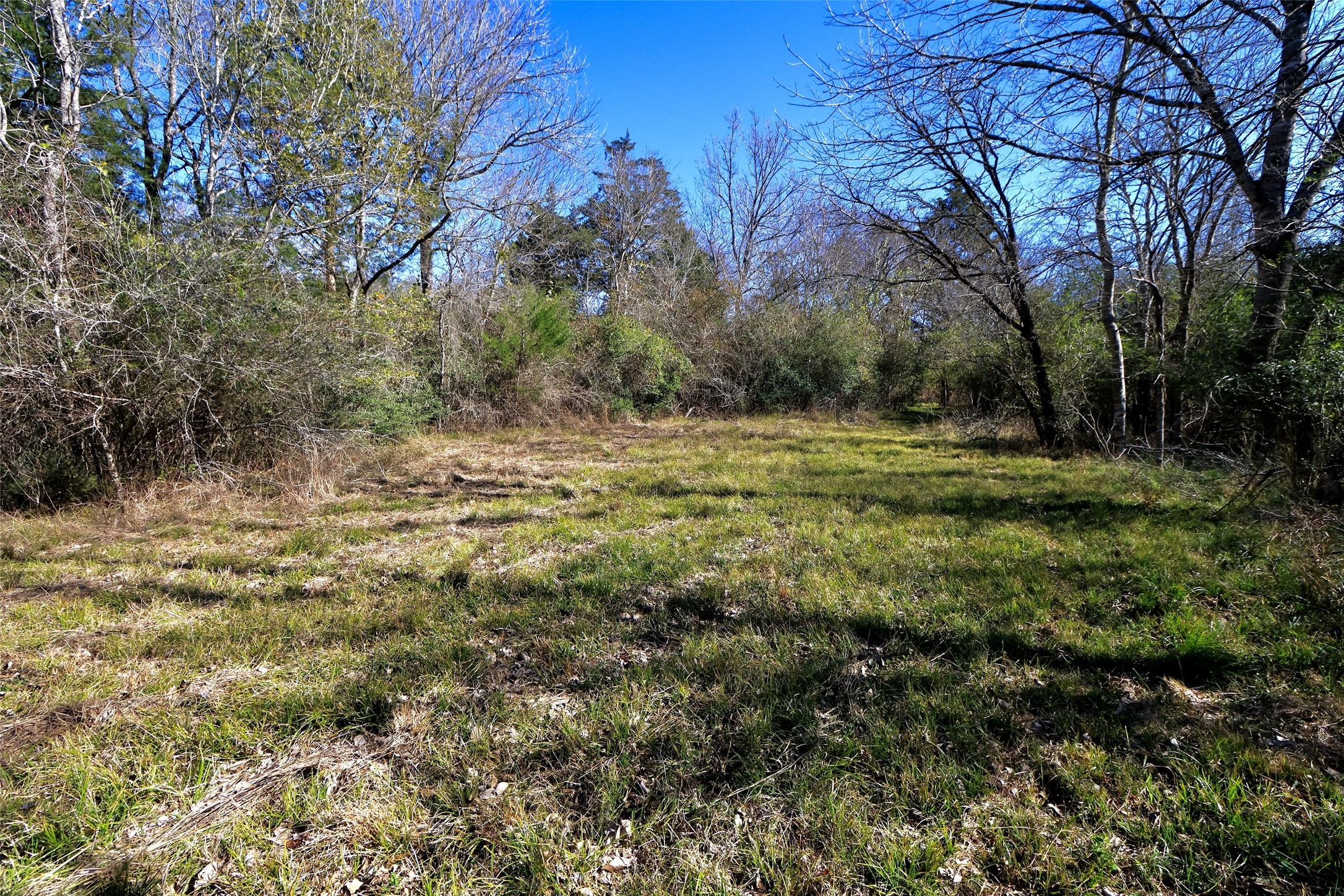 5.003-acres Winding Meadow Road Bedias, TX 77831 - Photo 5 of 23 a view of outdoor space with trees all around