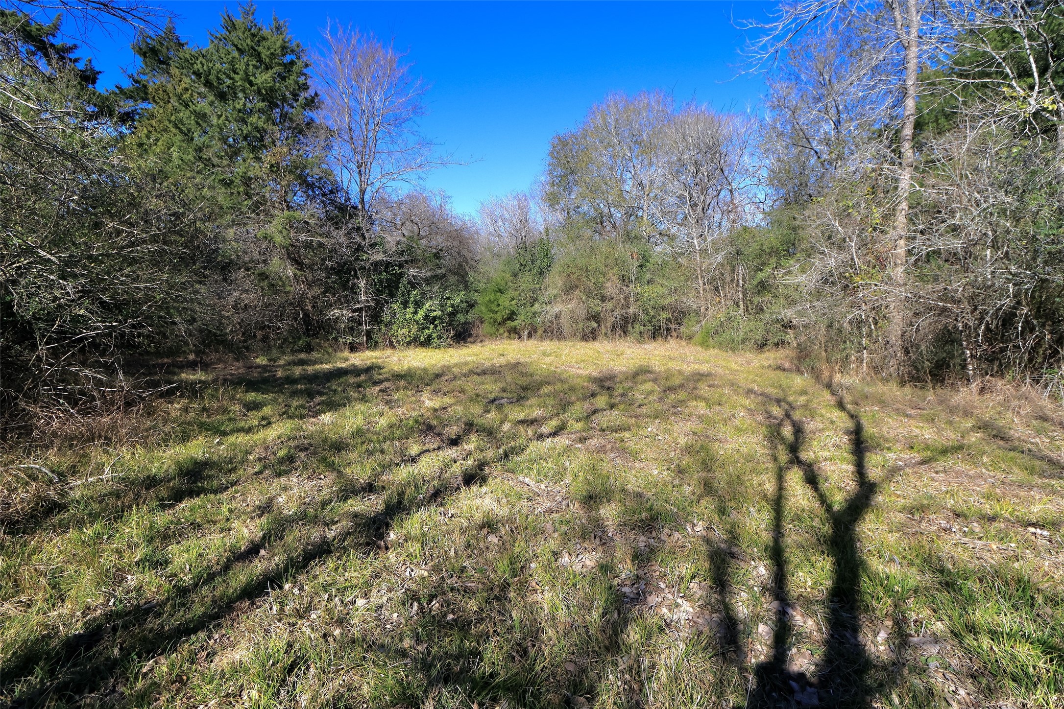 5.003-acres Winding Meadow Road Bedias, TX 77831 - Photo 7 of 23 a big yard with lots of bushes
