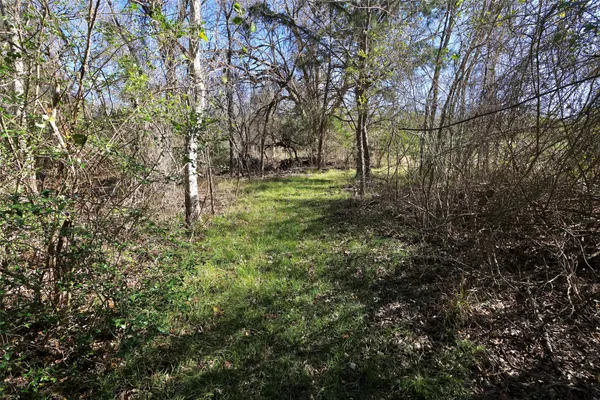 a view of a forest with trees