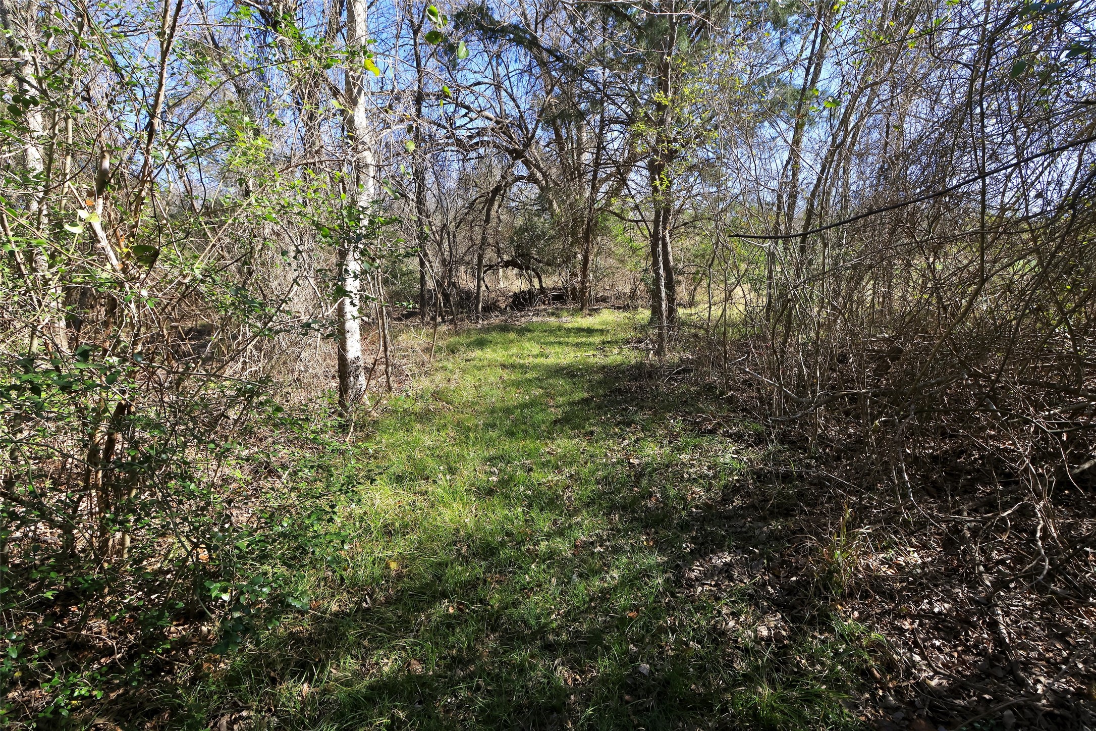 5.003-acres Winding Meadow Road Bedias, TX 77831 - Photo 8 of 23 a view of outdoor space and trees