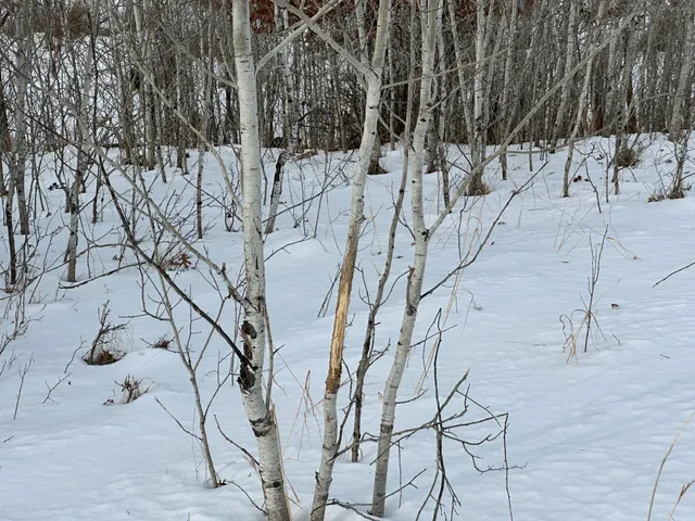 $69,900 | 14672 Blueberry-Bridge Road, Menahga, MN 56464