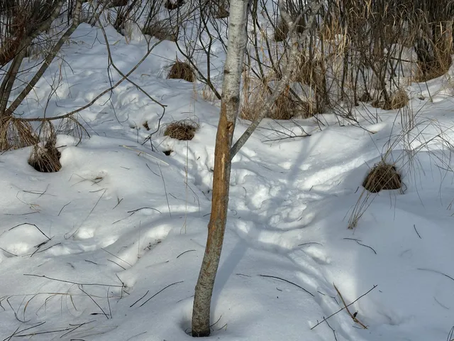 $69,900 | 14672 Blueberry-Bridge Road, Menahga, MN 56464