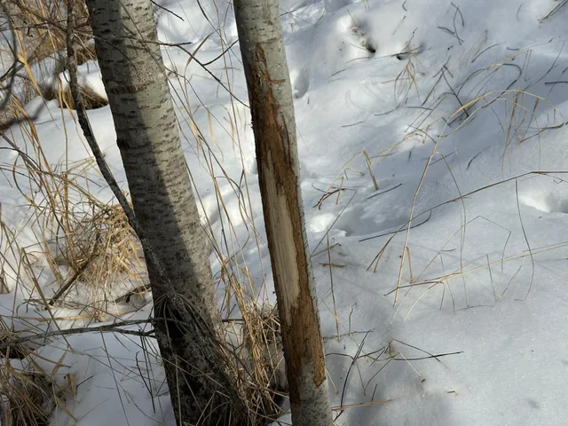 $69,900 | 14672 Blueberry-Bridge Road, Menahga, MN 56464