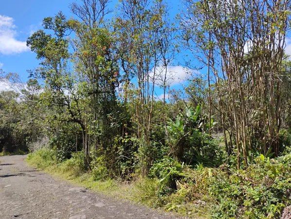 a view of backyard with plants and trees