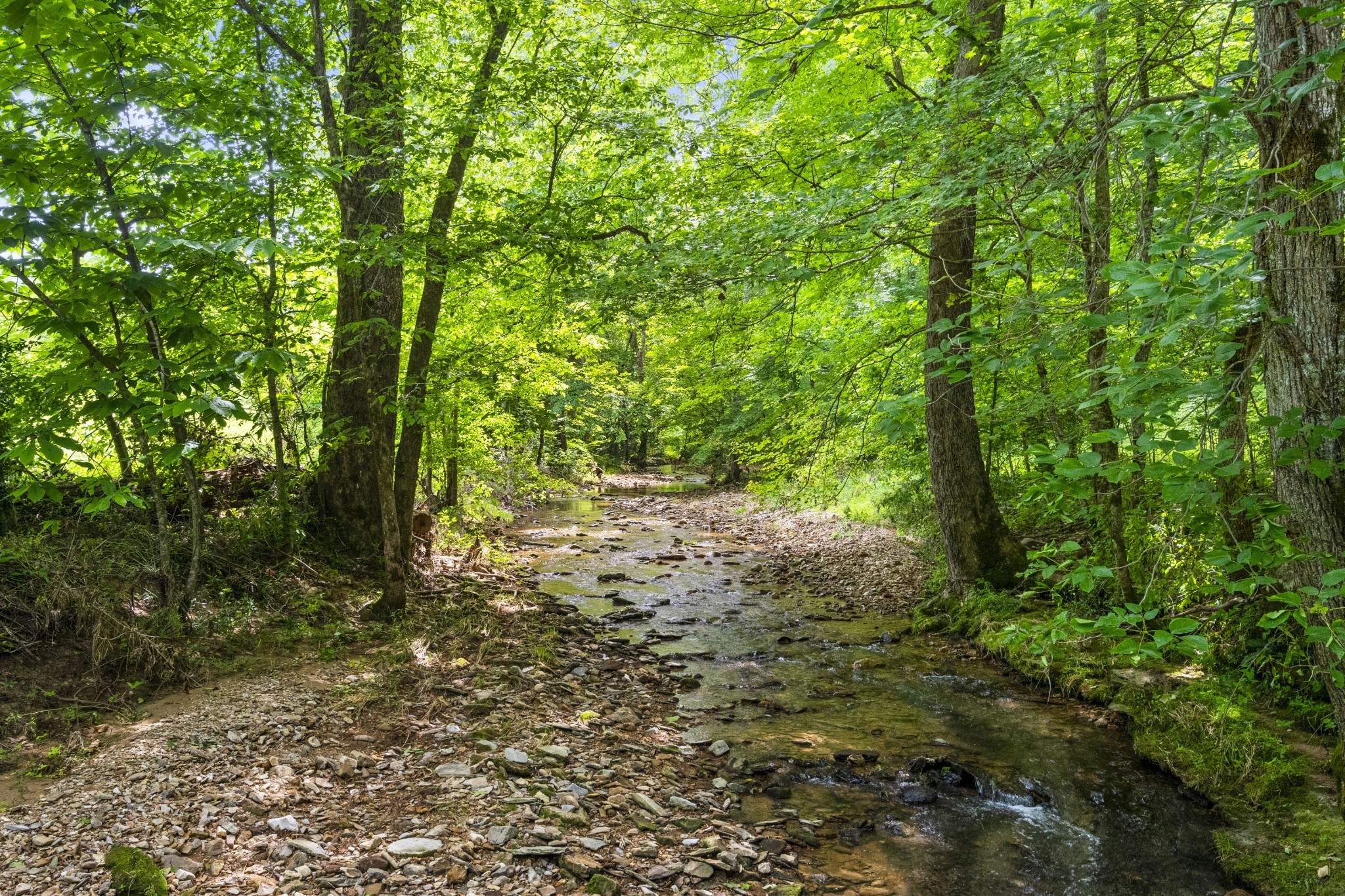 a view of forest