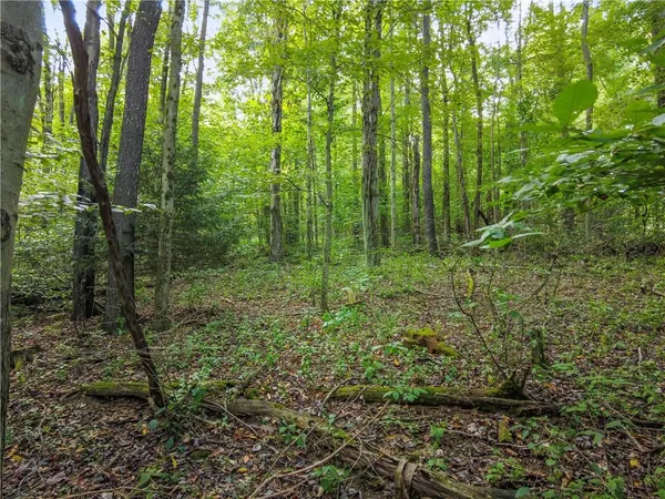 a view of a lush green forest