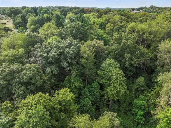 a view of a lush green forest