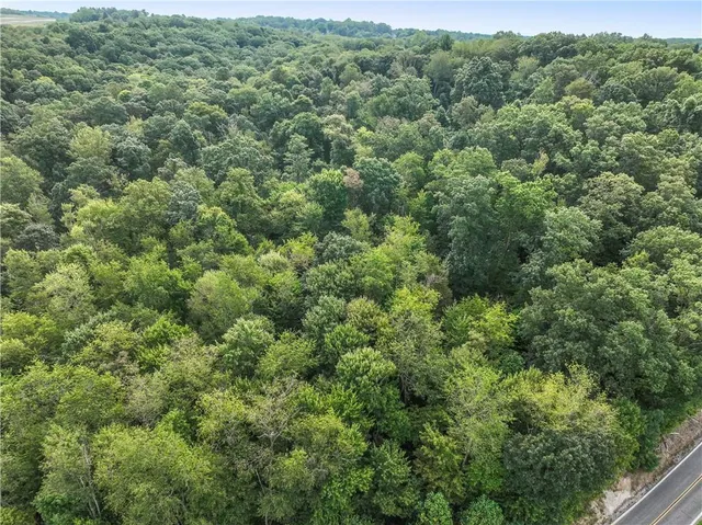 a green field with lots of trees