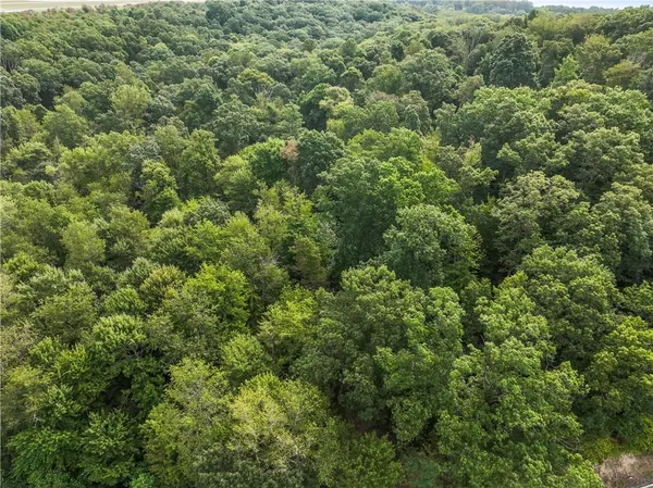a view of a lush green forest