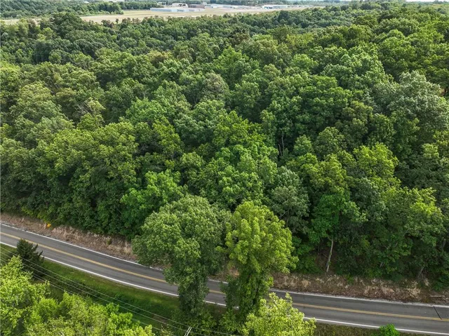a view of a forest with trees in the background