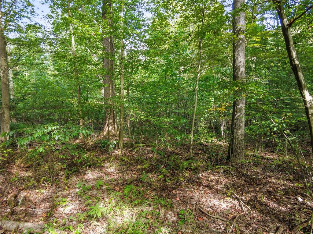 0 McClain Road Beaver Falls, PA 15010 - Photo 10 of 16 a view of a forest with trees in the background