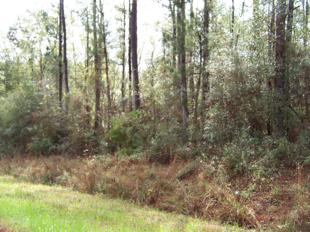 1-ac Bob Sikes Road DeFuniak Springs, FL 32435 - Photo 3 of 9 a view of a yard with large trees