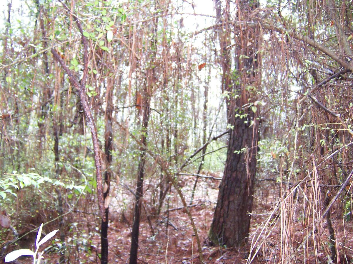 1-ac Bob Sikes Road DeFuniak Springs, FL 32435 - Photo 5 of 9 a picture of tree