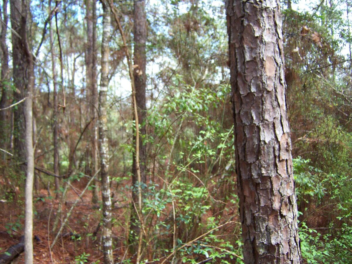 1-ac Bob Sikes Road DeFuniak Springs, FL 32435 - Photo 8 of 9 a close up of a plant