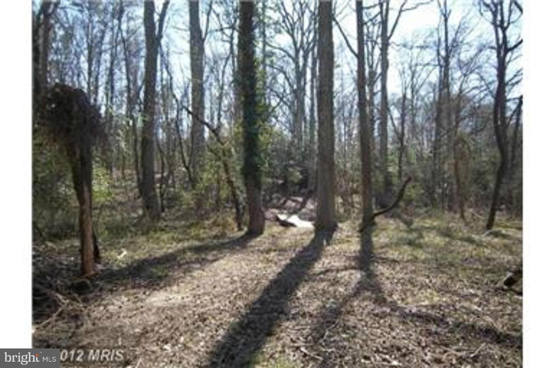 48730 Smith Drive Ridge, MD 20680 - Photo 5 of 5 a view of a forest with trees in the background