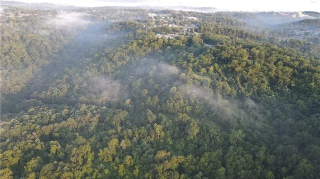 a view of a forest with trees in the background