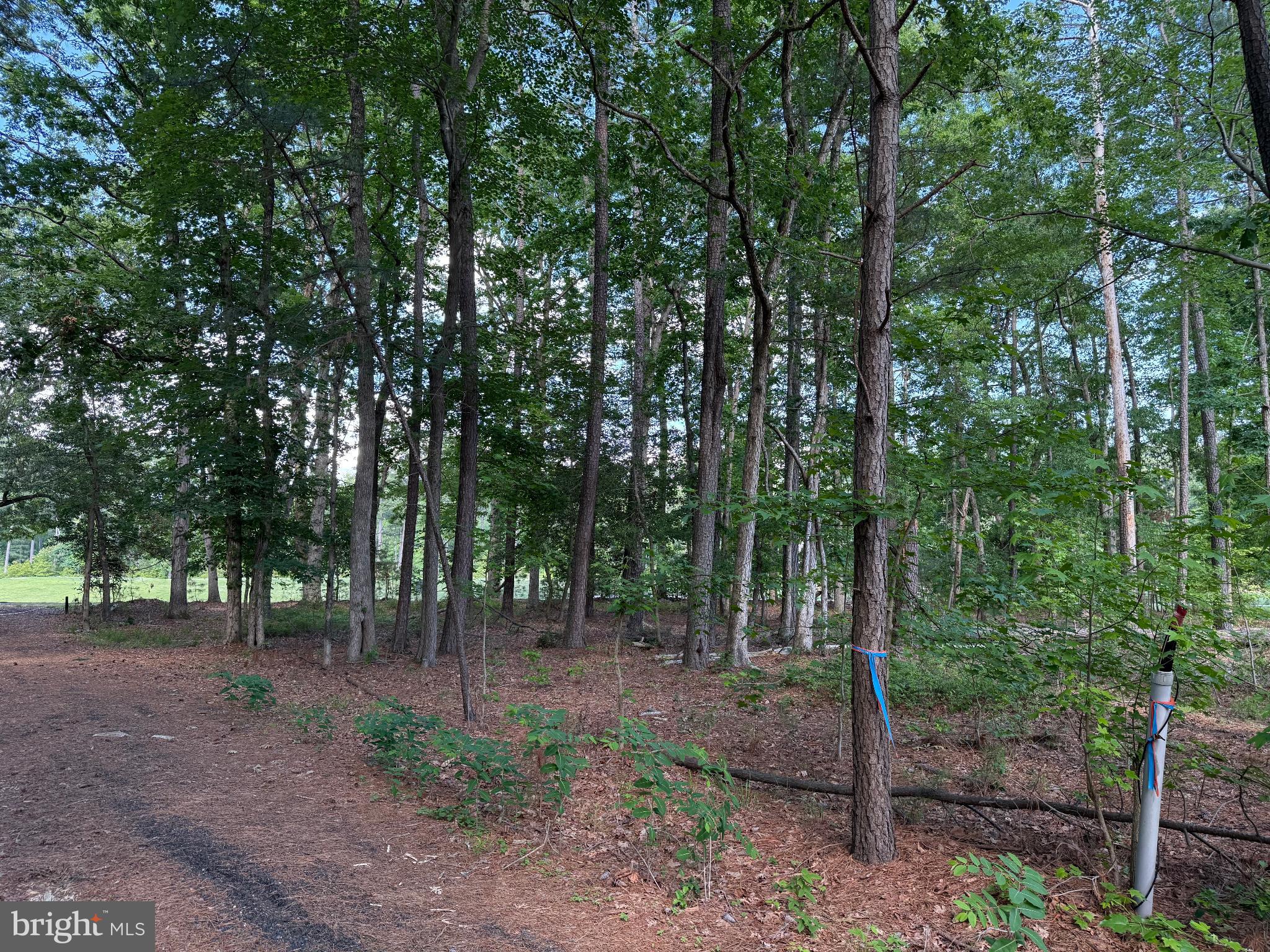 15127 Beacon Hill Circle Issue, MD 20645 - Photo 3 of 18 a view of outdoor space with lots of trees