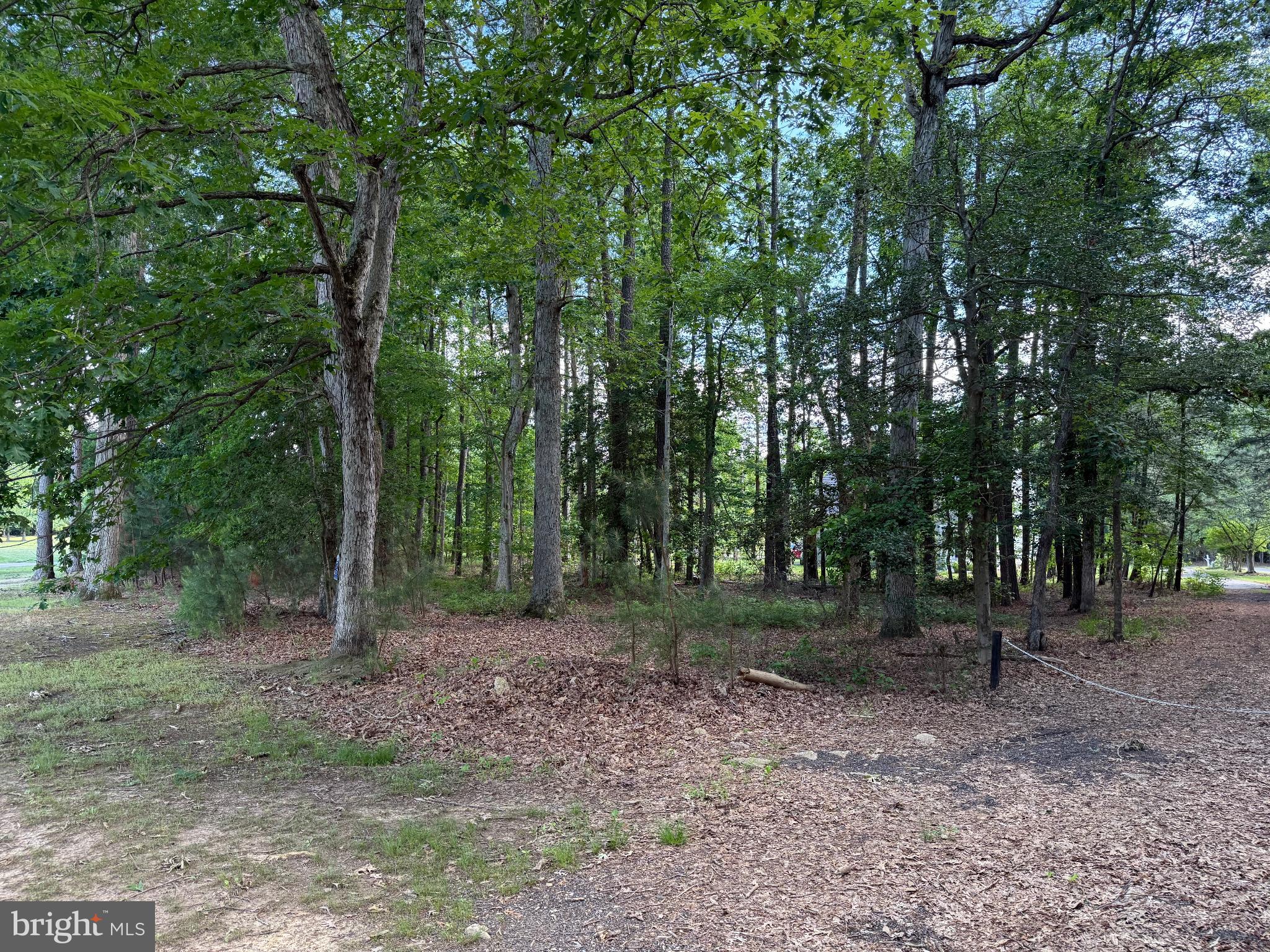 15127 Beacon Hill Circle Issue, MD 20645 - Photo 5 of 18 a view of a forest with trees in the background