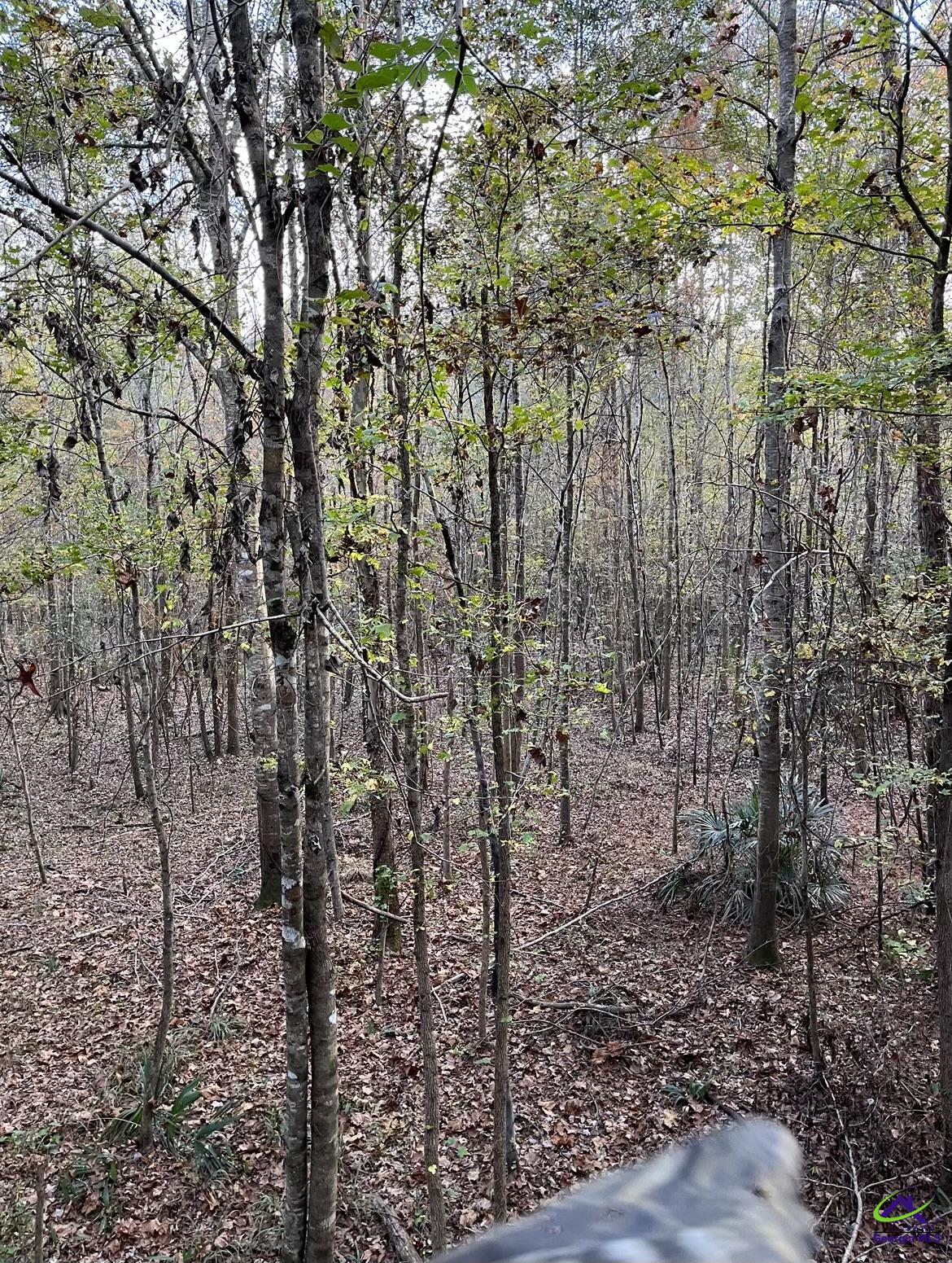 153 Henderson Springs Road Elko, GA 31025 - Photo 7 of 9
