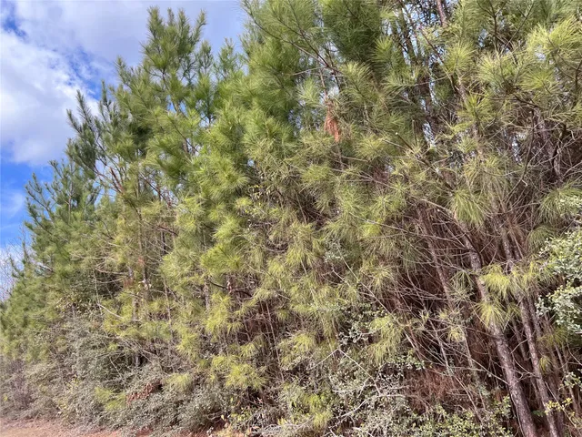 a view of a yard with trees