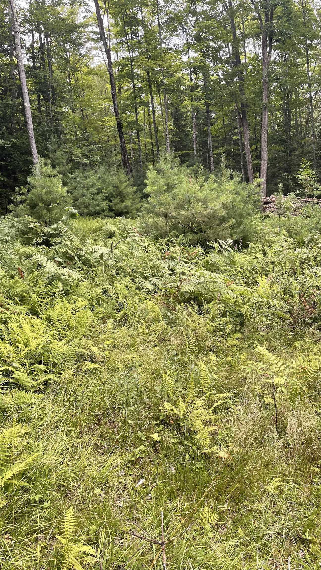 961 Maple Street Bethlehem, NH 03574 - Photo 15 of 28