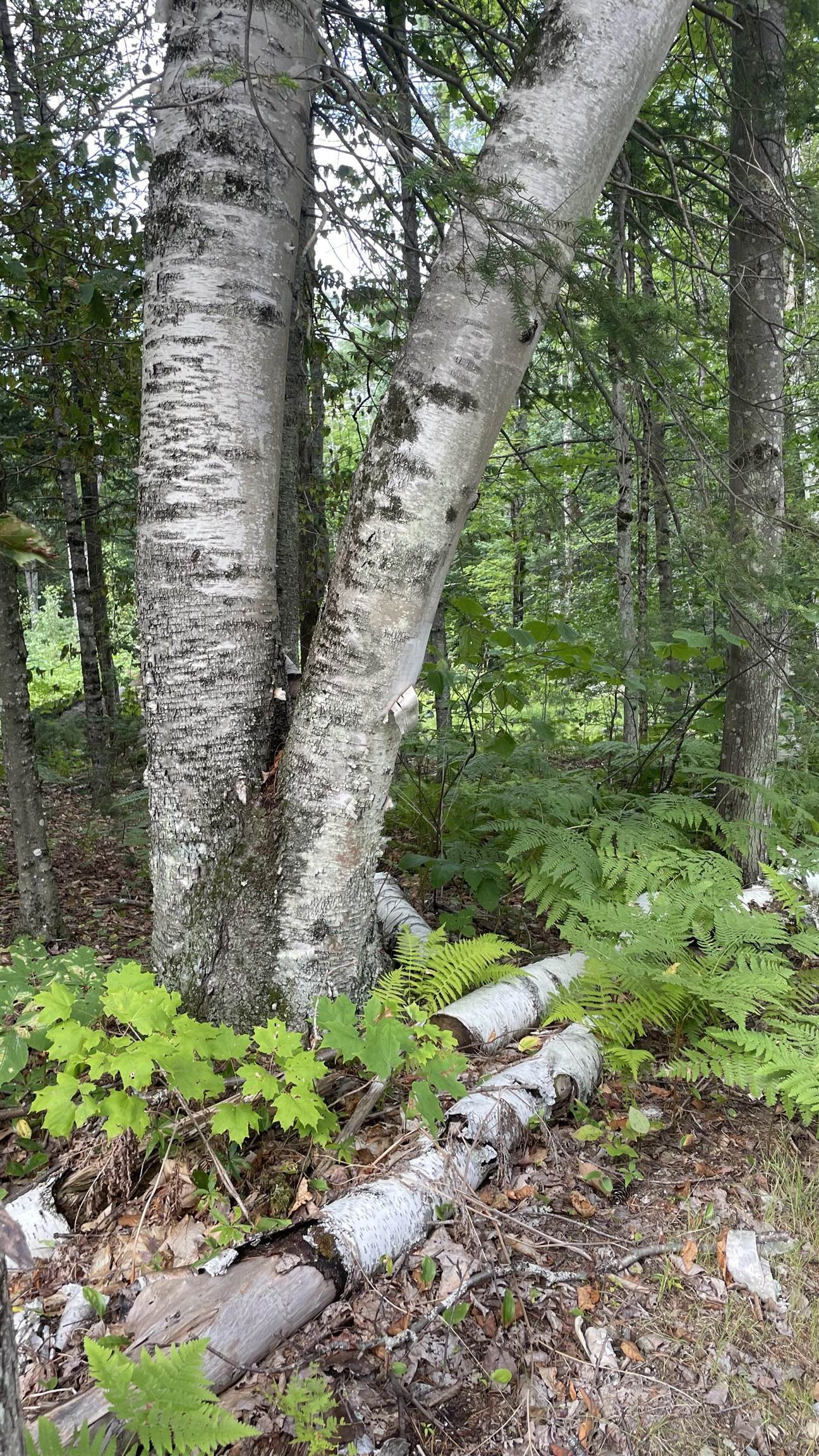 961 Maple Street Bethlehem, NH 03574 - Photo 4 of 23