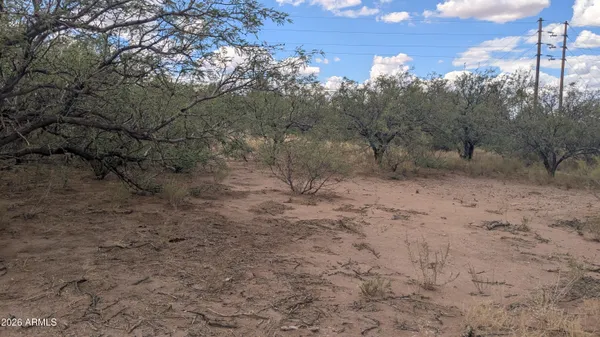 a view of a forest with trees in the background