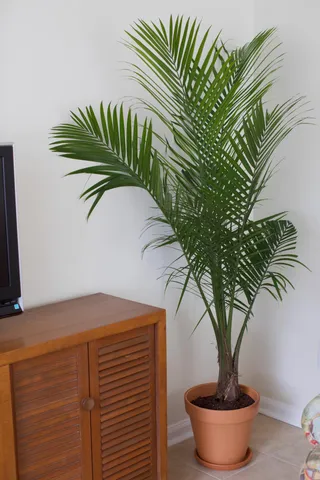 $3,450 | 637 Baytree Drive, Mount Pleasant, SC 29464