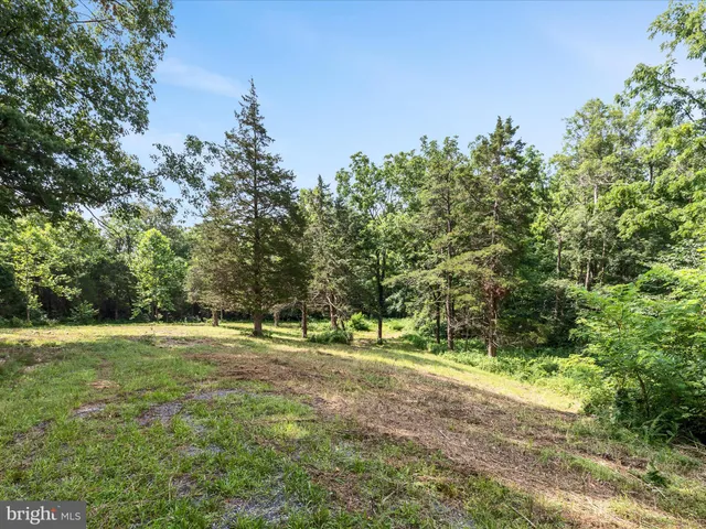 a view of a field with a tree