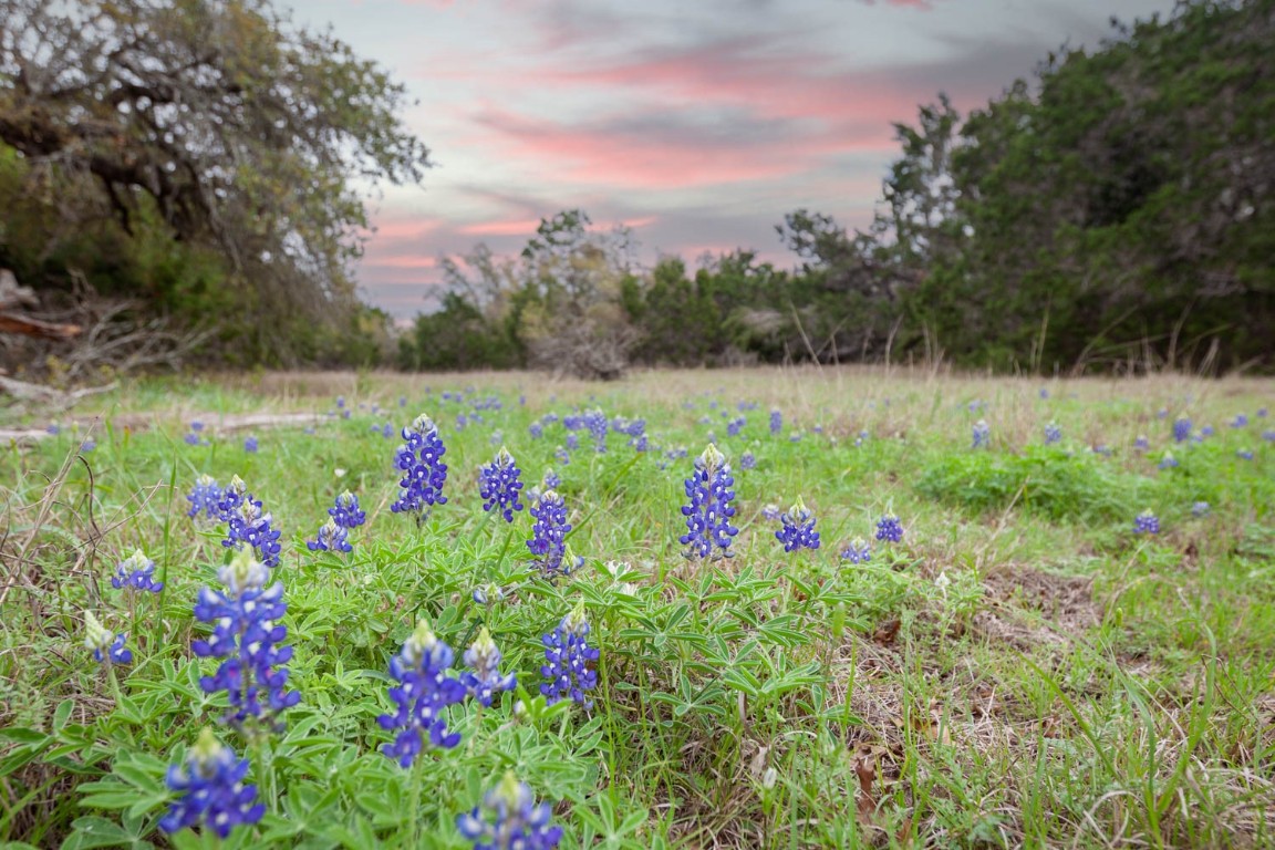 13109-1a Fieldstone Loop Austin, TX 78737 - Photo 1 of 1 a view of a flower in a garden
