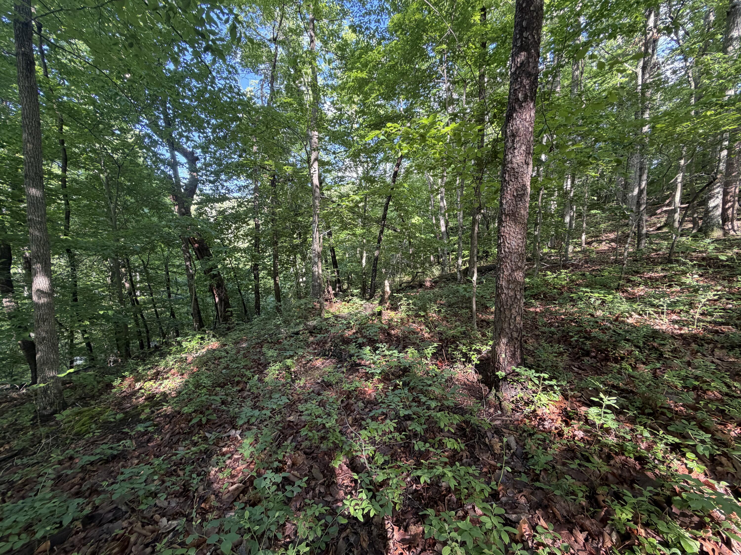 0 Lake Road Troutville, VA 24175 - Photo 12 of 18 a view of a forest filled with trees