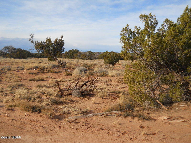3995 Cortez Road Snowflake, AZ 85937 - Photo 3 of 17 a view of a yard with a tree
