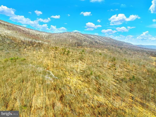 a view of a yard with large trees