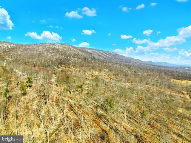 a view of a pathway with a tree in back yard
