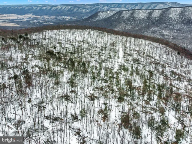 a view of a lot of trees