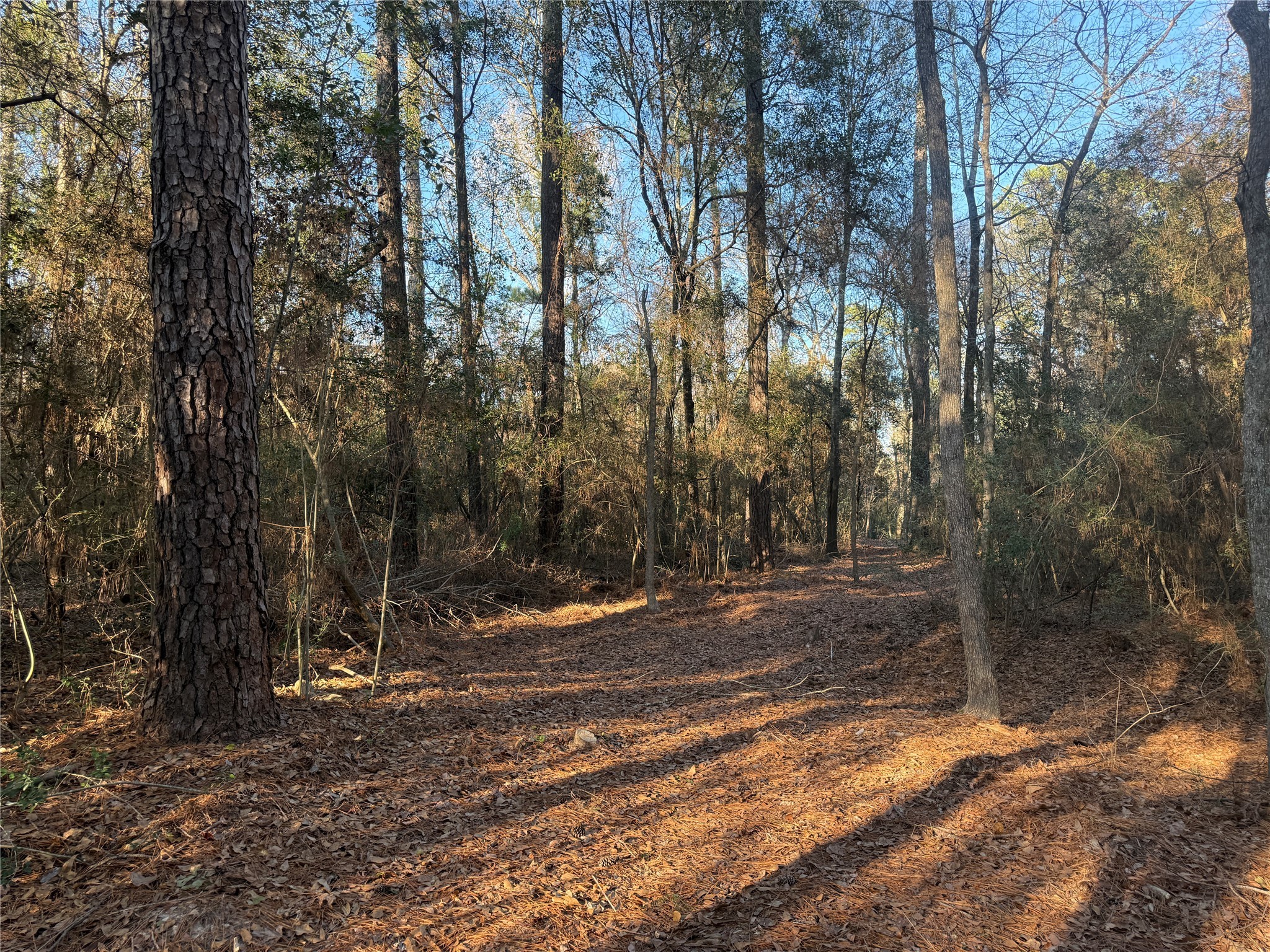 6 Deer Ridge Road Bedias, TX 77831 - Photo 3 of 8 a view of a yard with a tree