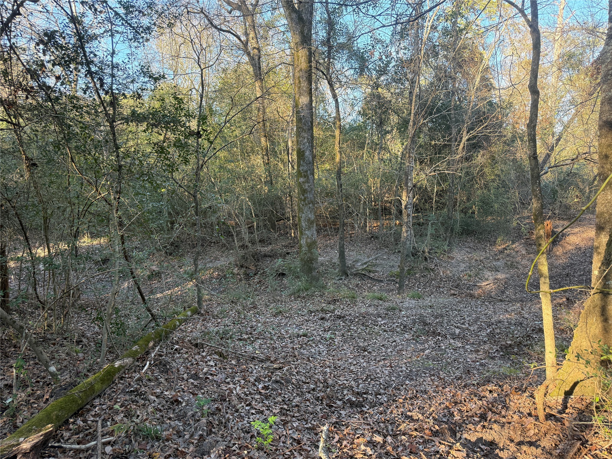 6 Deer Ridge Road Bedias, TX 77831 - Photo 5 of 8 a view of a yard with a tree