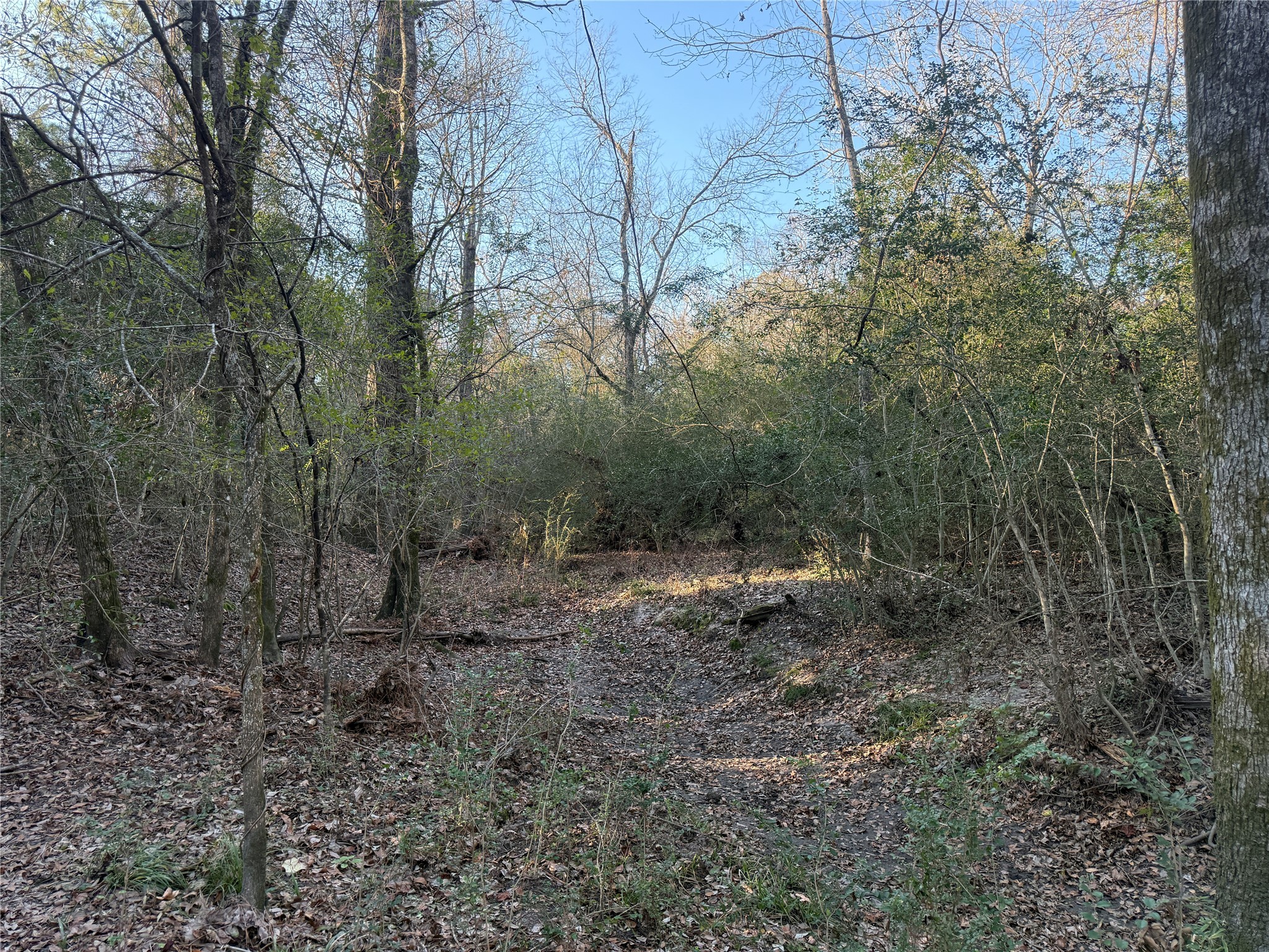6 Deer Ridge Road Bedias, TX 77831 - Photo 6 of 8 a view of a forest with trees in the background