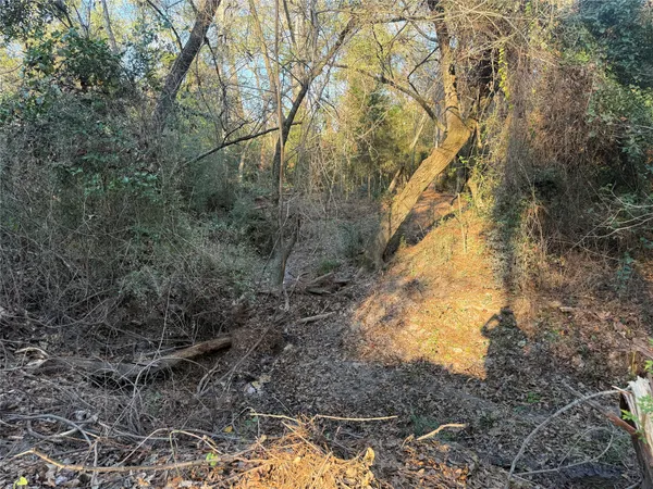a view of a yard with plants and trees