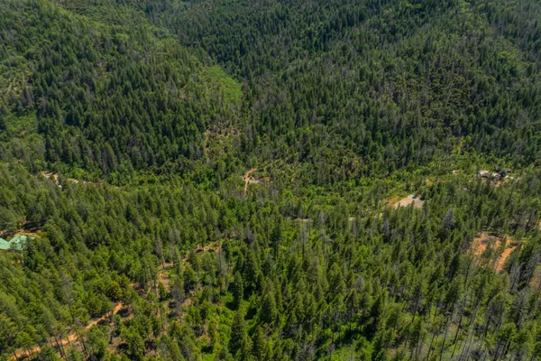 a view of a lush green forest