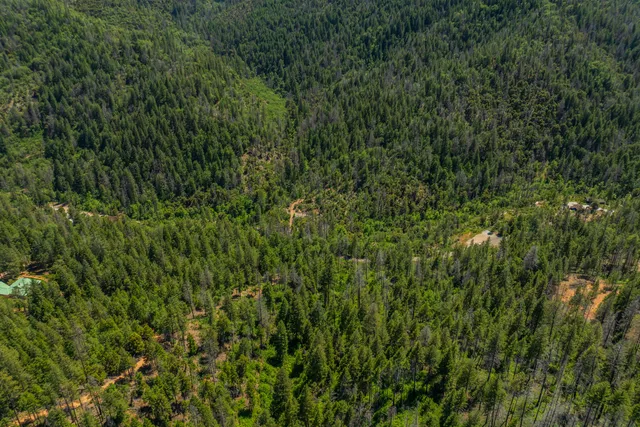 a view of a lush green forest