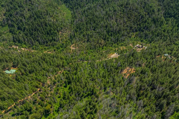 a view of a lush green forest