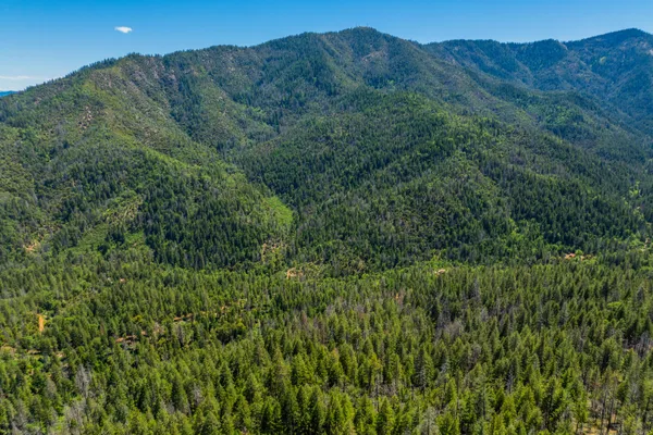 a view of a lush green forest with a mountain in the background
