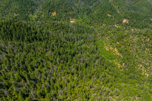 a view of a lush green forest