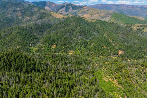 a view of a lush green forest with a lush green forest