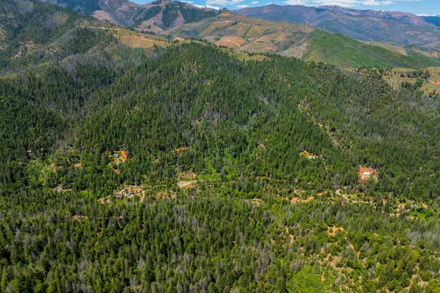 a view of a lush green forest with lots of trees