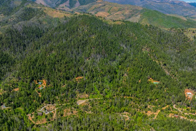 a view of a lush green forest