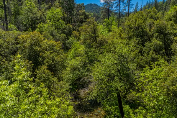 a view of a lush green forest