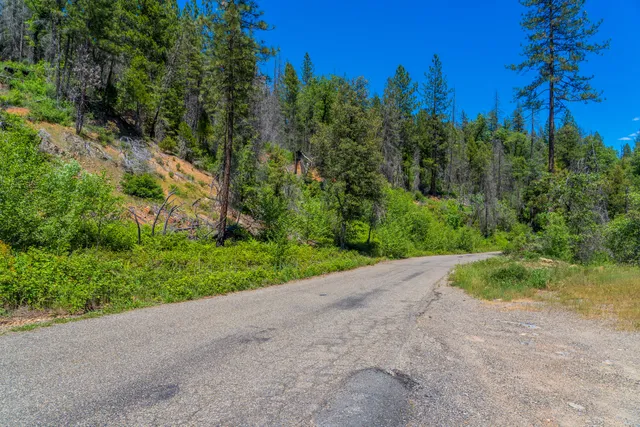 a view of a road with plants and trees in the background